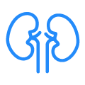 Kidneys Icon